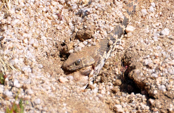 Sidewinder Rattlesnake vs. toad